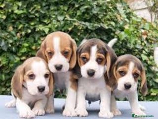 Beagle perros - Anuncio 6