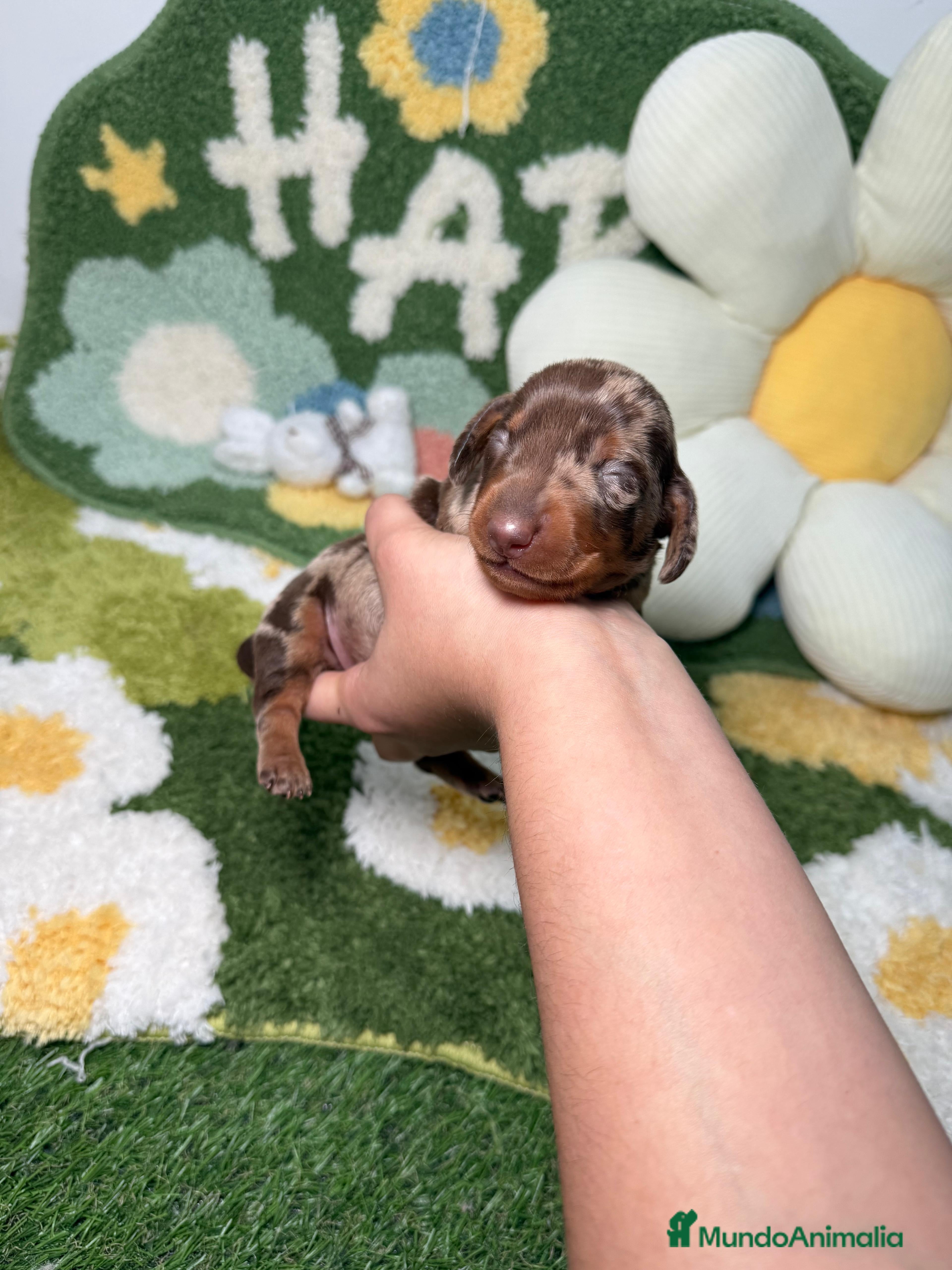 Teckel perros Teckel Kaninchen Arlequin Chocolate Macho - Anuncio 2