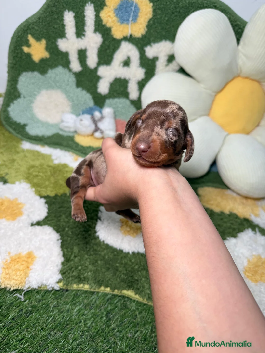 Teckel perros en venta: Teckel Kaninchen Arlequin Chocolate Macho - Anuncio 2