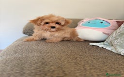 Maltipoo perros en venta: Maltipoo  - Imagen 3