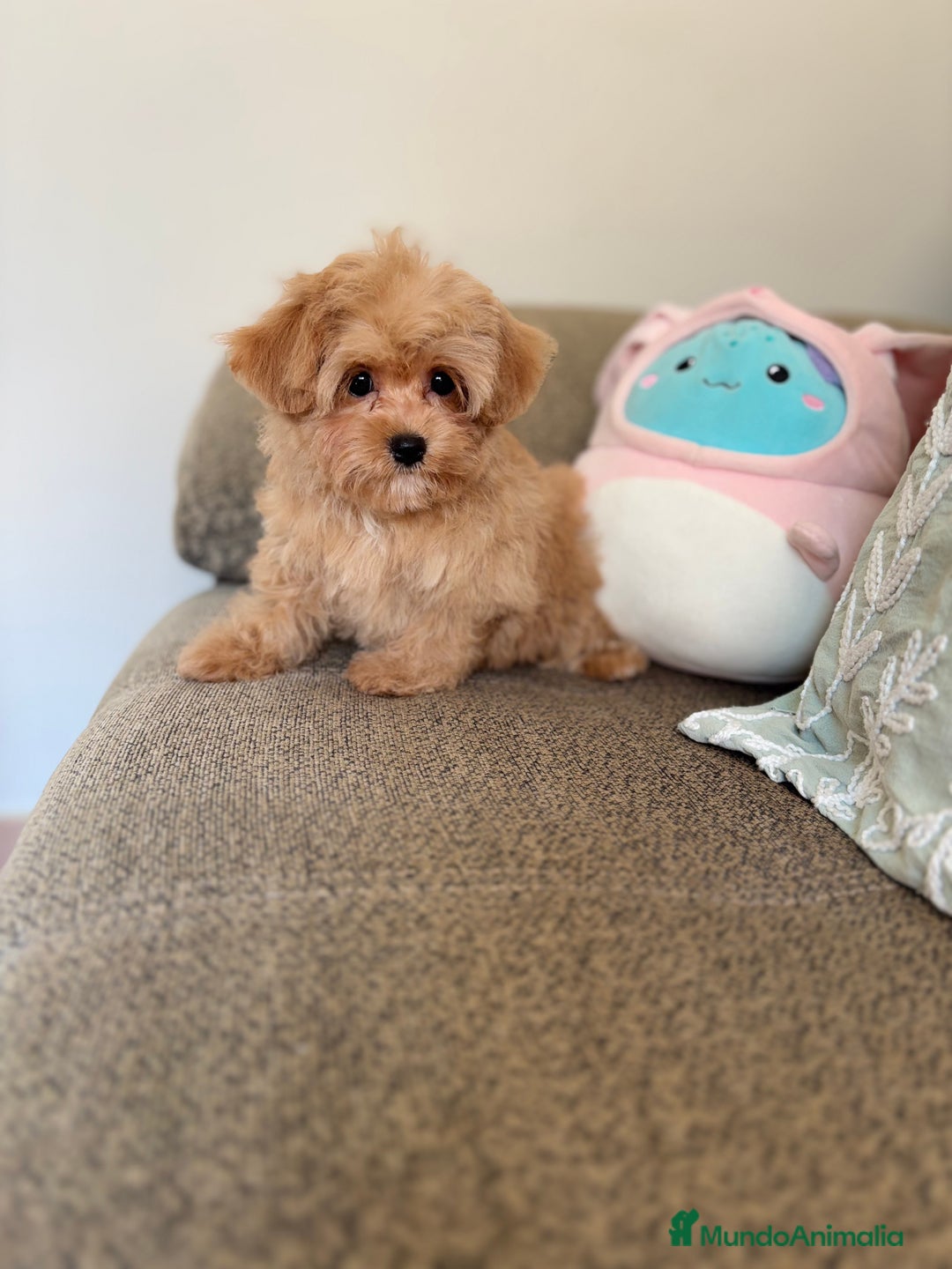 Maltipoo perros en venta: Maltipoo  - Imagen 3
