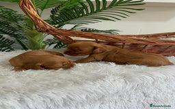Cocker Spaniel Inglés perros en venta: COCKER SPANIEL INGLES - Imagen 19