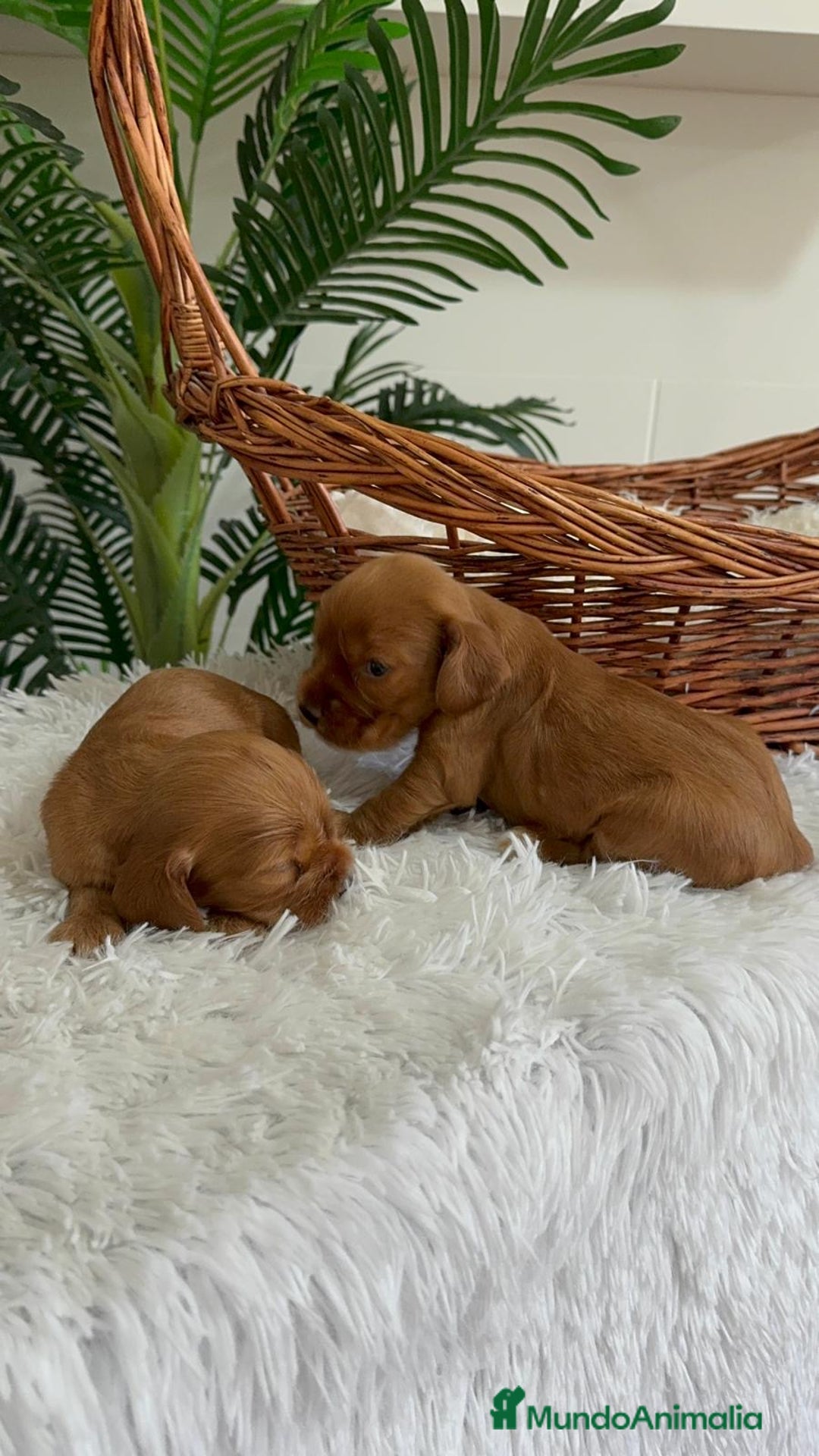 Cocker Spaniel Inglés perros en venta: COCKER SPANIEL INGLES - Imagen 19