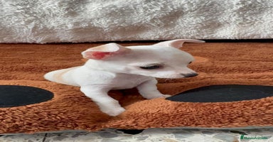 Chihuahua perros Chihuahua toy hembra - Anuncio 2