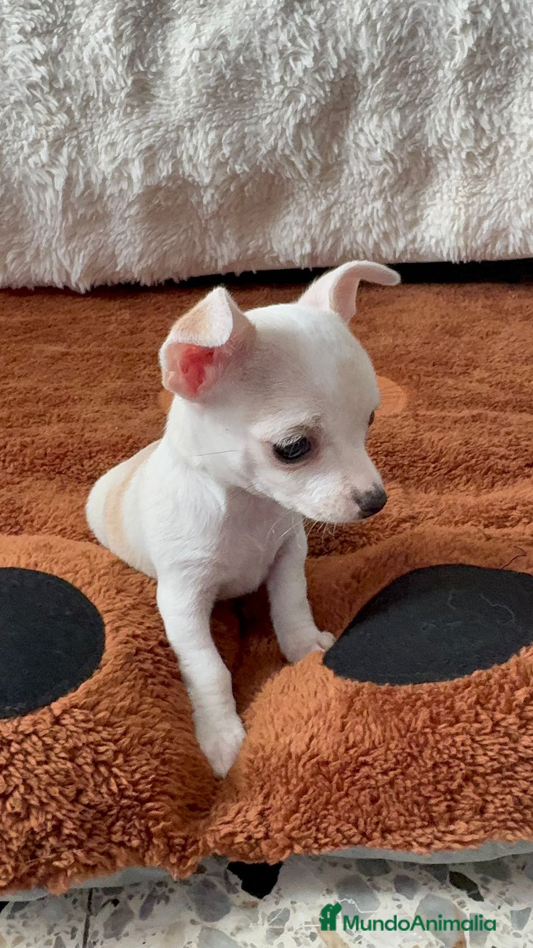Chihuahua perros en venta: Chihuahua toy hembra - Anuncio 2