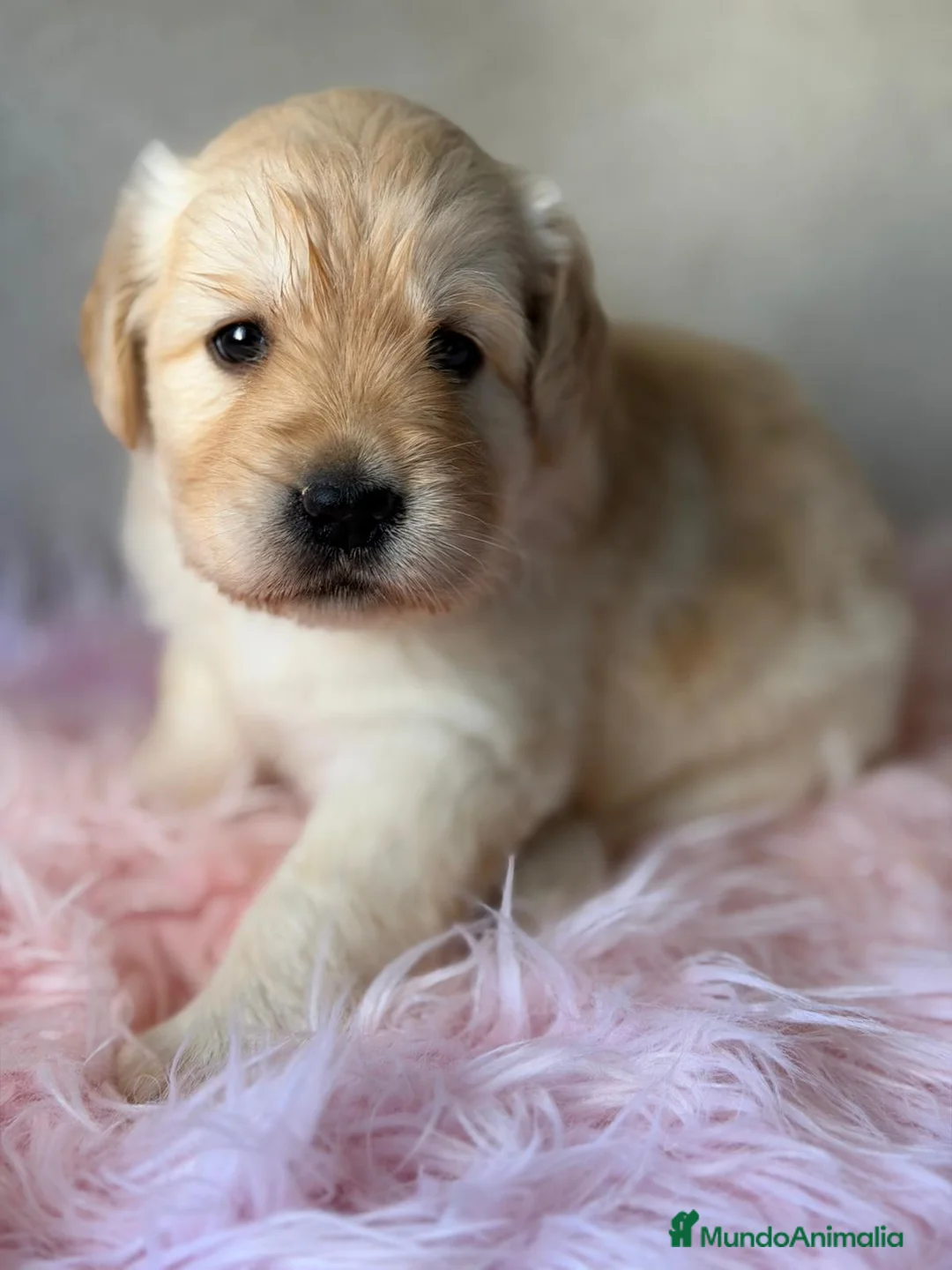 Labrador Retriever perros en venta: LABRADOR FLUFFY  - Anuncio 2