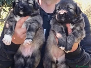 Pastor del Cáucaso perros - Anuncio 3
