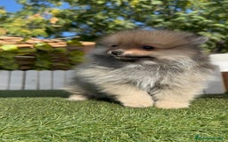 Pomerania perros en venta: POMERANIA MACHO - Imagen 5