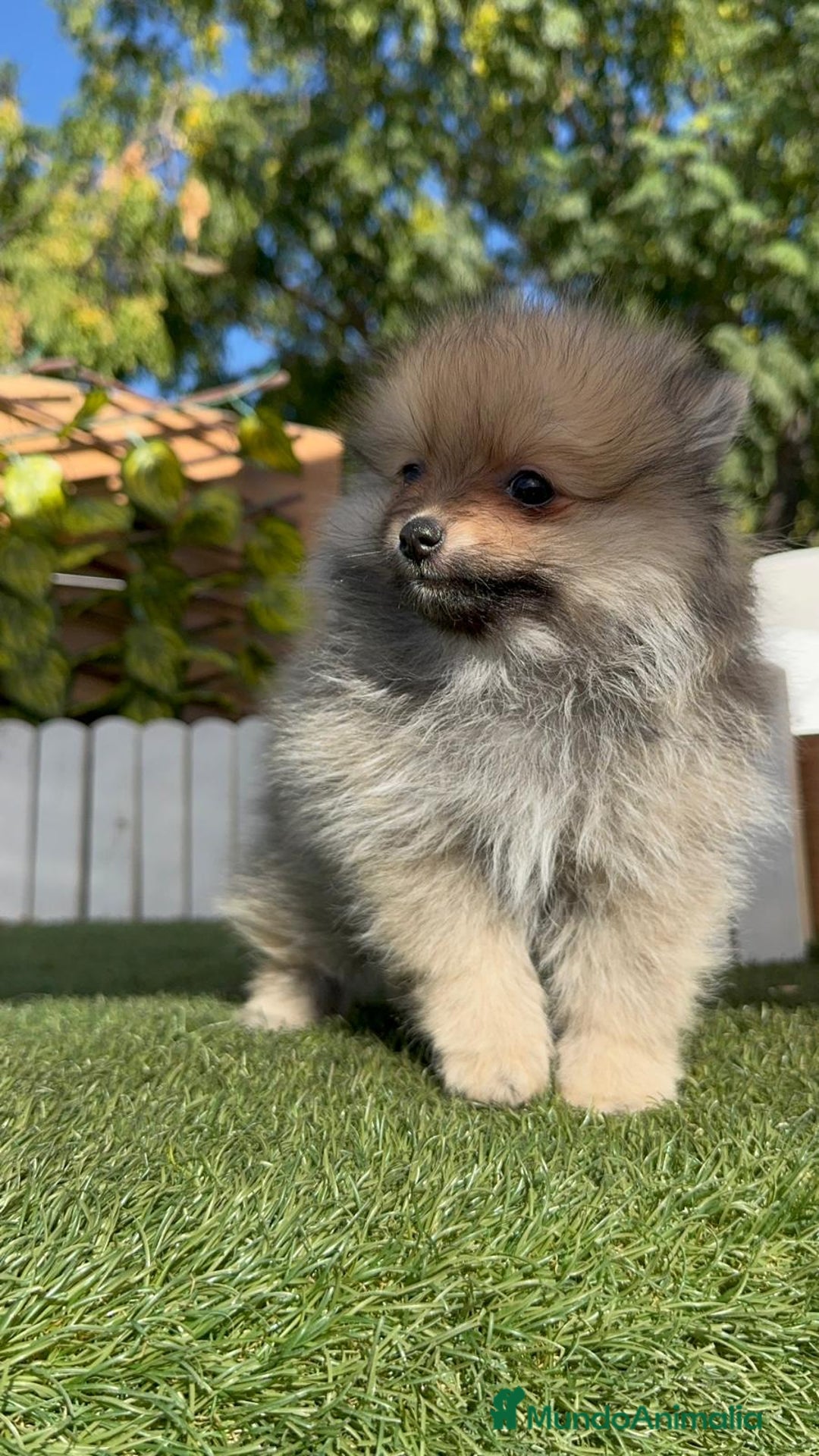 Pomerania perros en venta: POMERANIA MACHO - Imagen 5