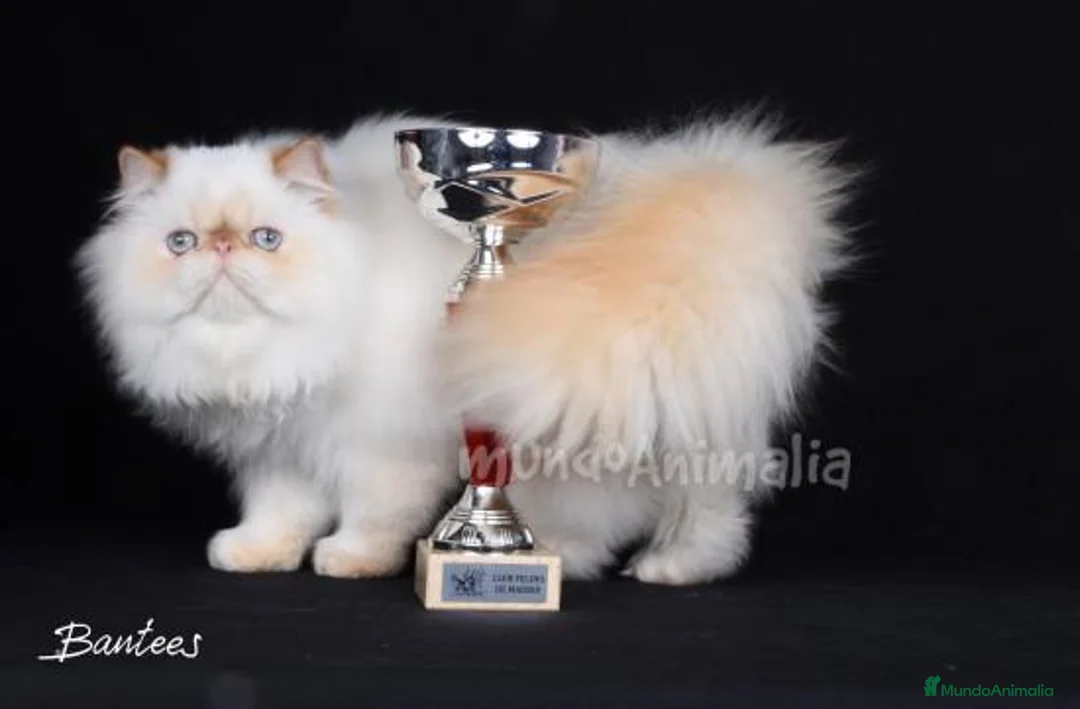 Imagen de galería {{count}}