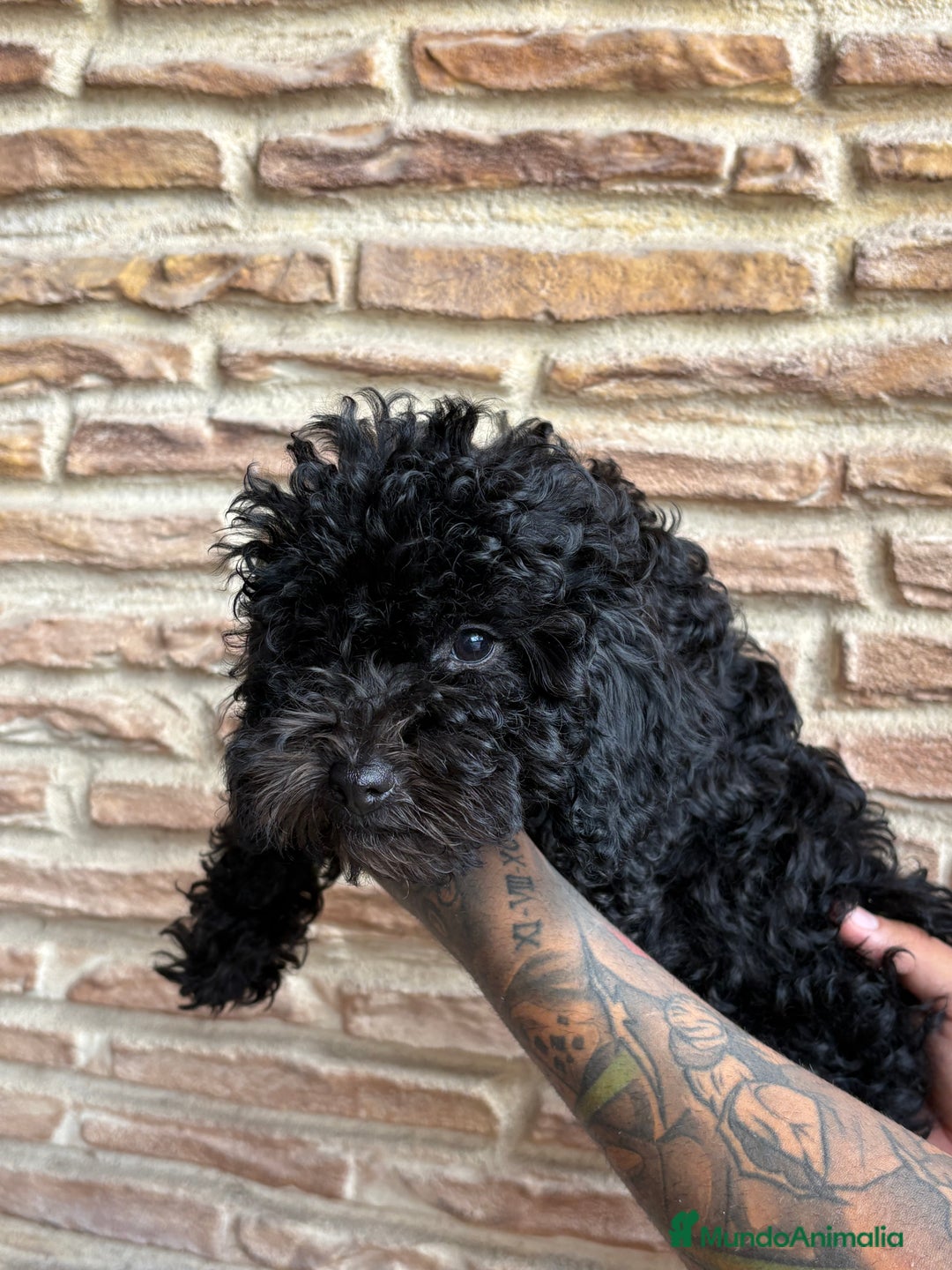 Caniche Toy perros en venta: 2 machitos caniche toy - Imagen 2