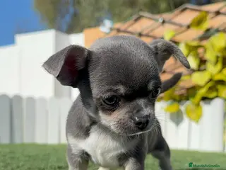 Chihuahua perros CHIHUAHUA - Anuncio 1