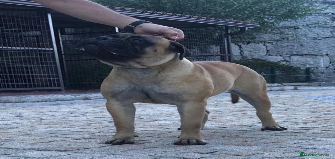 Imagen de galería {{count}}