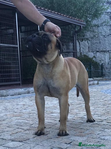 Imagen de galería {{count}}