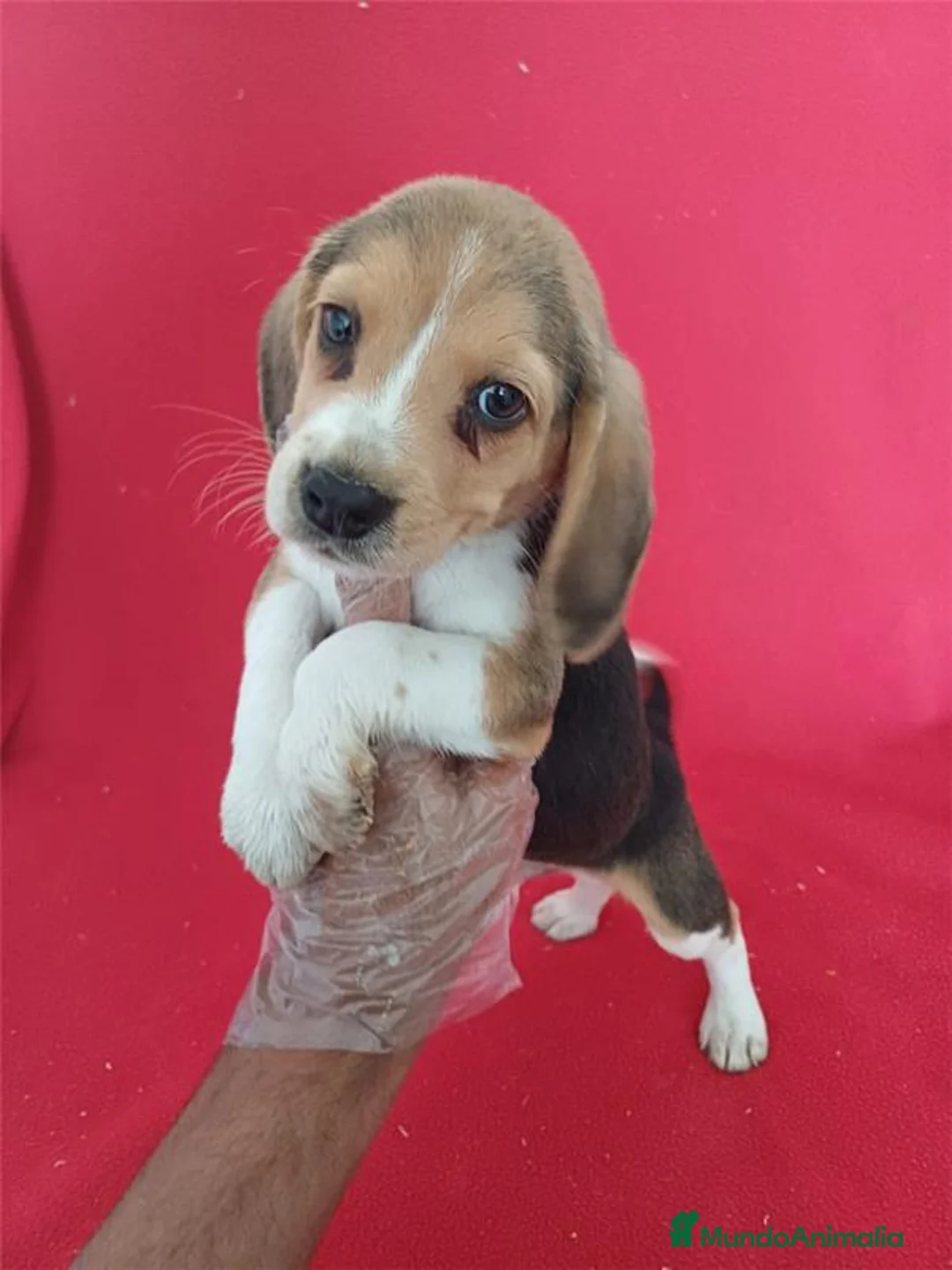Beagle perros en venta: Beagle  - Anuncio 1