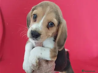 Beagle perros Beagle - Anuncio 1