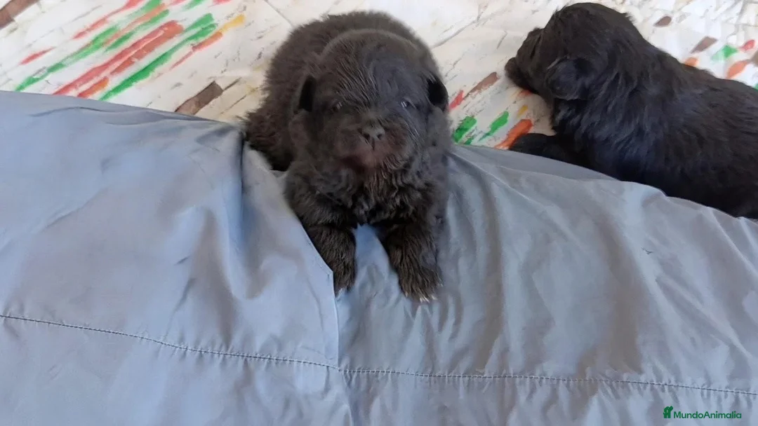 Pomapoo perros en venta: POMAPOO HEMBRITAS - Anuncio 2
