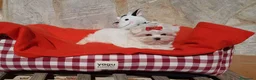 Bichón Maltés perros en venta: Bichón Maltés - Anuncio 1