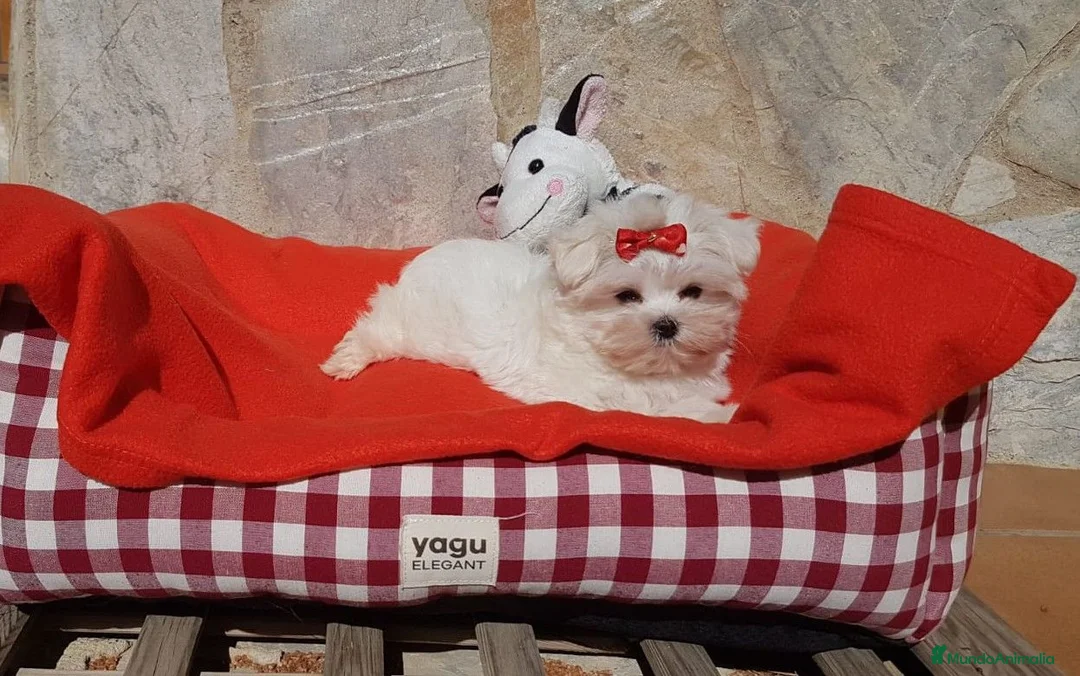 Bichón Maltés perros en venta: Bichón Maltés - Anuncio 1