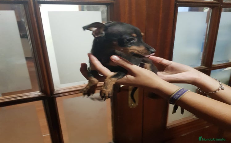 Ratón de Praga perros - Propaganda 3