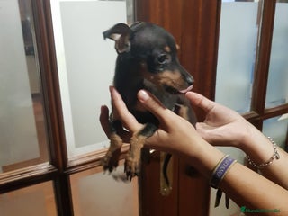 Ratón de Praga perros - Anuncio 1