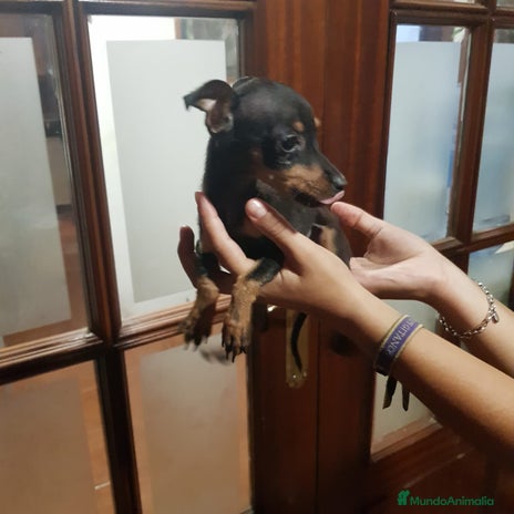 Ratón de Praga perros - Anuncio 2