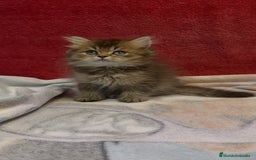 Británico de Pelo Largo gatos en venta: Monísimo British Golden de ojos verdes - Imagen 6