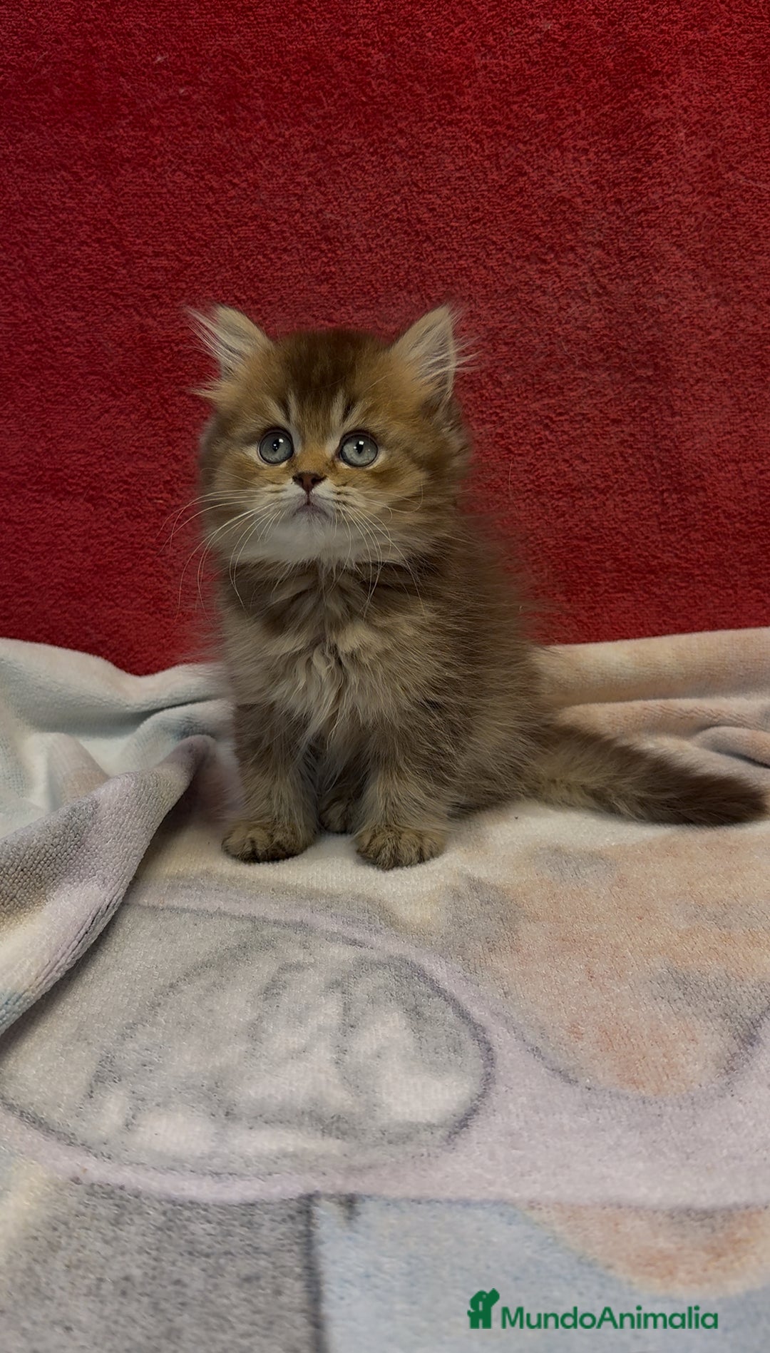 Británico de Pelo Largo gatos en venta: Monísimo British Golden de ojos verdes - Imagen 6