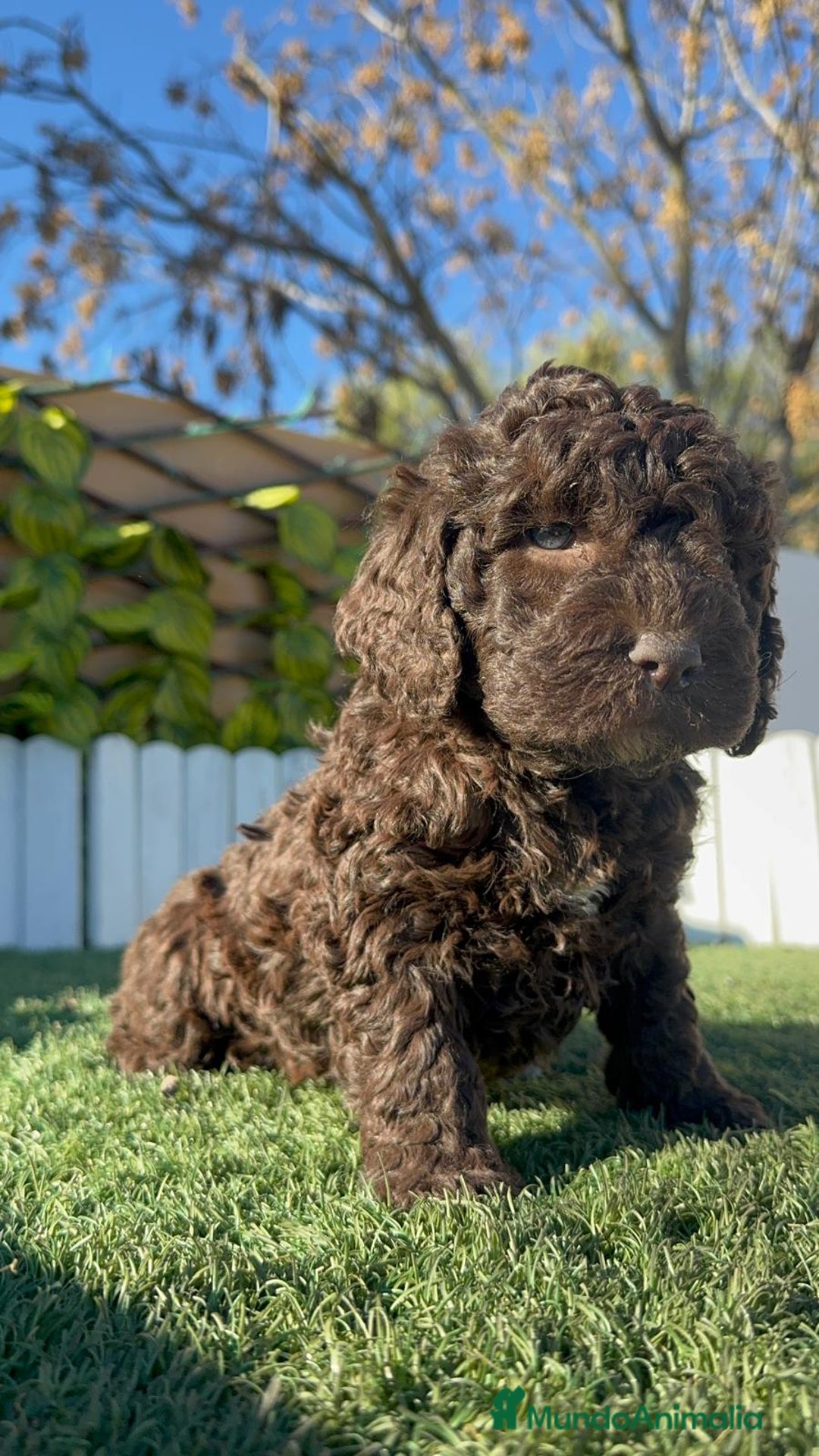 Perro de Agua Español perros en venta: PERRO DE AGUA ESPAÑOL MACHO - Anuncio 8