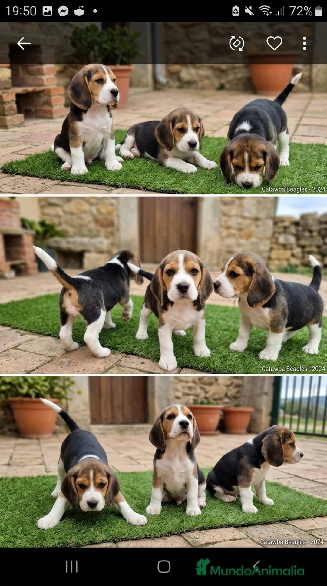Beagle perros en venta: BEAGLE CACHORROS - ALMERIA  - Anuncio 1