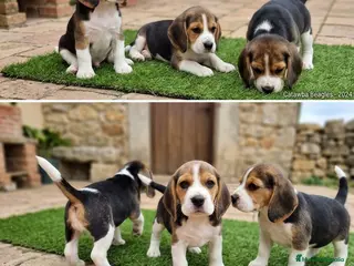 Beagle perros BEAGLE CACHORROS - BARCELONA CENTRO - Anuncio 1