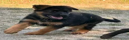 Pastor Alemán perros en venta: la mejor hembra de pastor alemán  - Anuncio 4