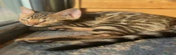 Bengalí gatos en venta: Hembra Bengalí Brown Spotted Tabby - Anuncio 13