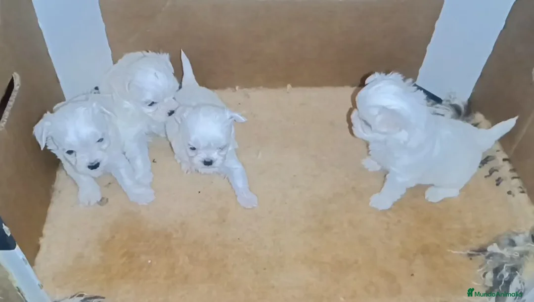 Bichón Maltés perros en venta: BICHÓN MALTÉS - Anuncio 2