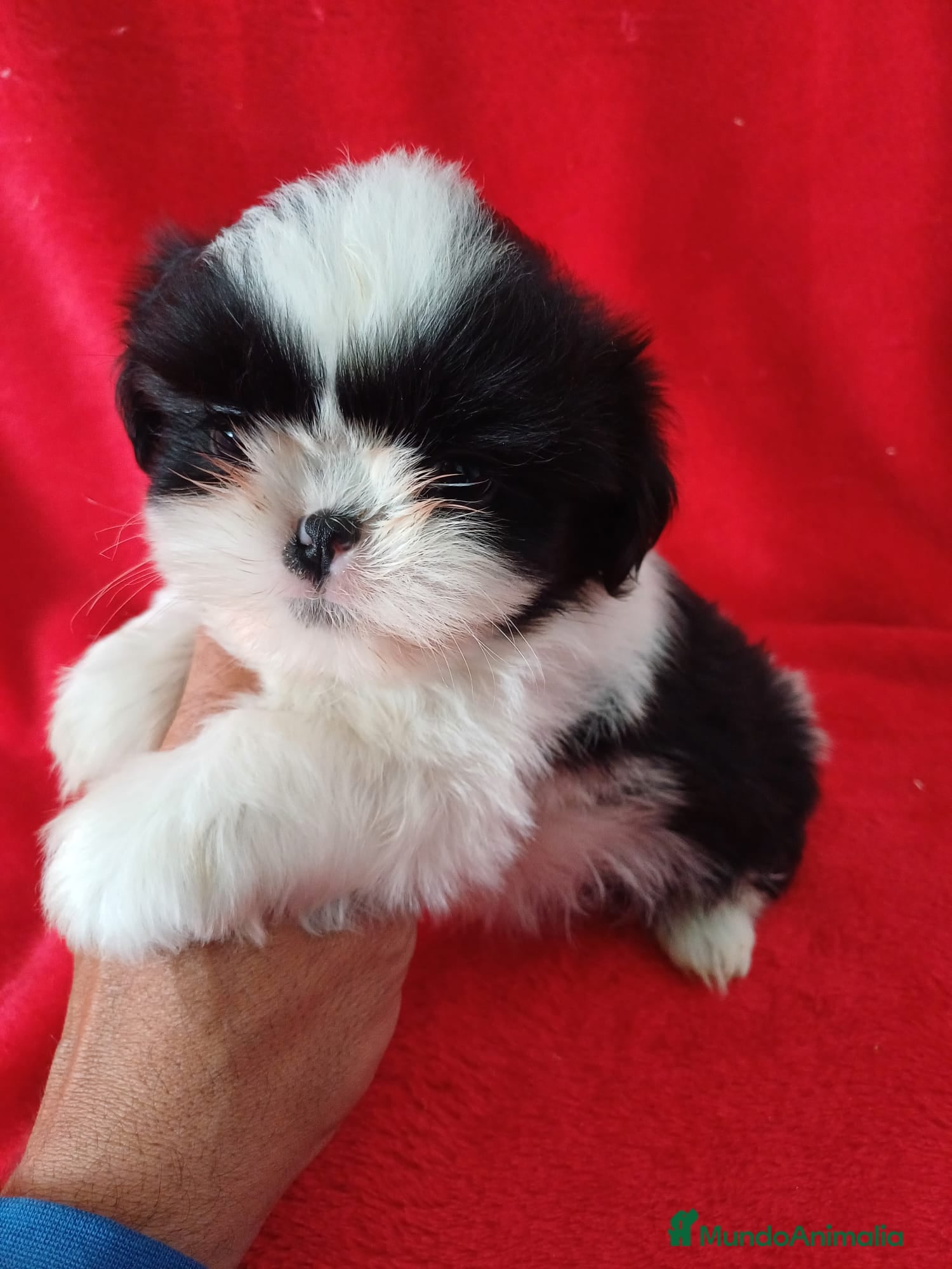 Shih Tzu perros Shitzhu  - Anuncio 1