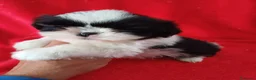 Shih Tzu perros en venta: Shitzhu  - Anuncio 1