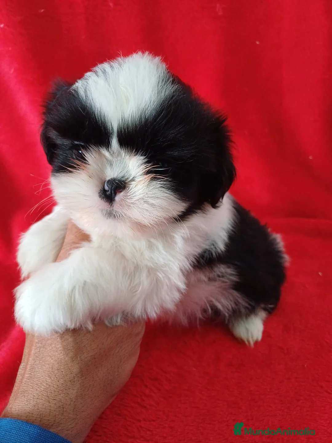Shih Tzu perros en venta: Shitzhu  - Anuncio 1