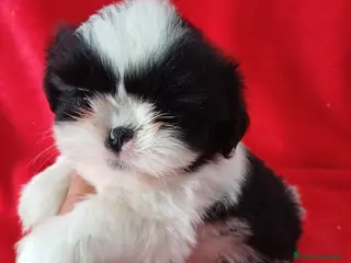 Shih Tzu perros Shitzhu - Anuncio 1