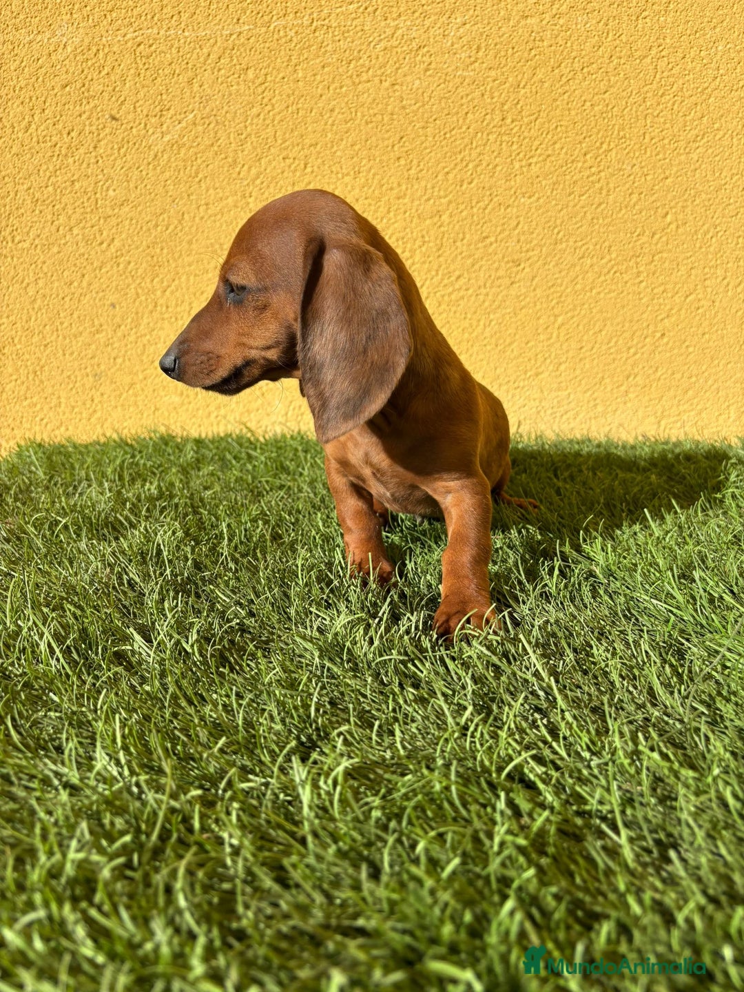 Teckel Miniatura perros en venta: Tekel miniatura merle chocolate solido - Imagen 11