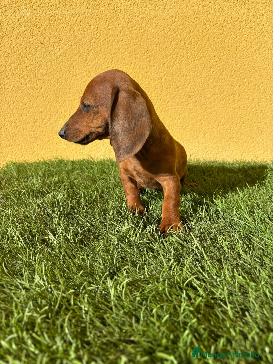 Teckel Miniatura perros en venta: Tekel miniatura merle chocolate solido - Anuncio 11