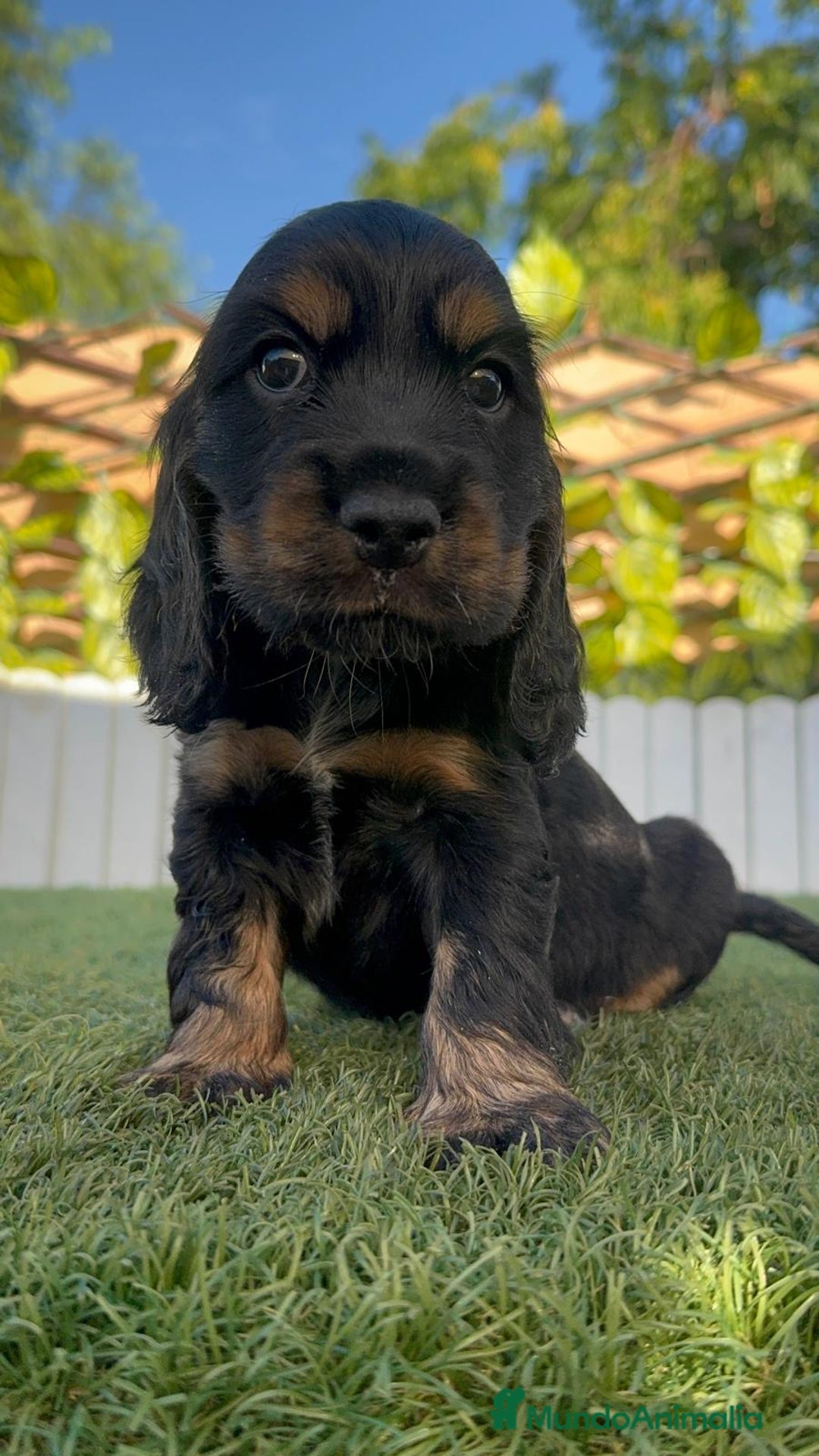 Cocker Spaniel Inglés perros en venta: COCKER SPANIEL INGLES - Imagen 18