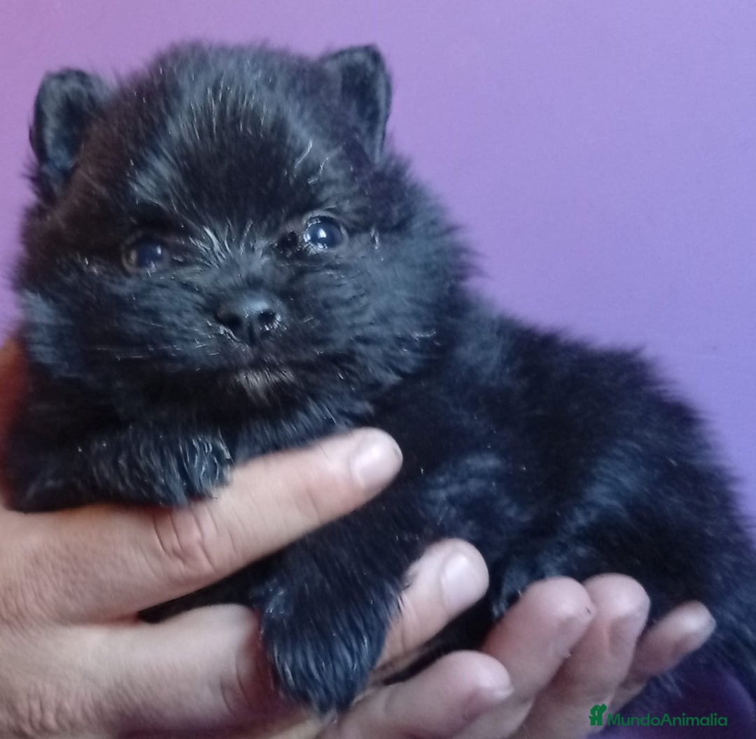 Pomerania perros en venta: Pomerania  - Imagen 4