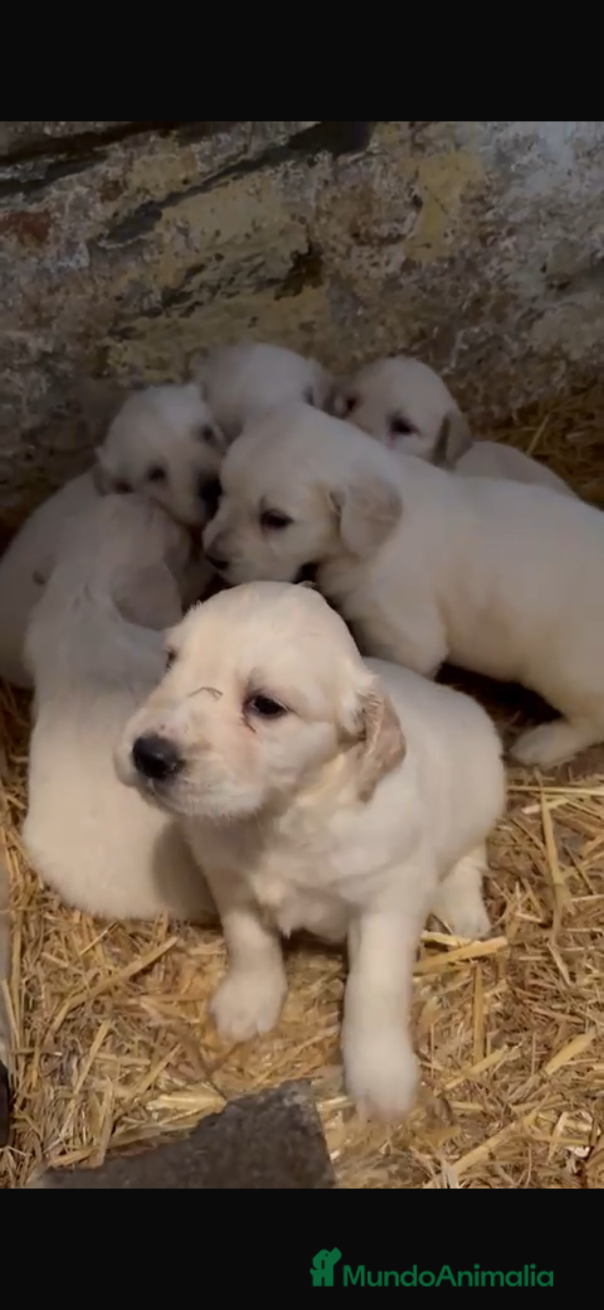 Golden Retriever perros Golden retriever disponibles,machos y hembras - Anuncio 1