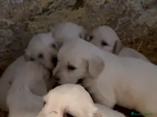 Golden Retriever perros Golden retriever disponibles,machos y hembras - Anuncio 1