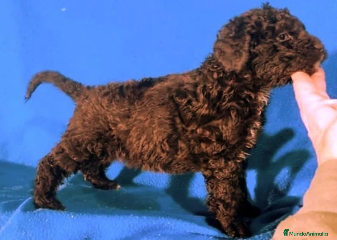 Perro de Agua Español perros en venta: Perra de agua  - Anuncio 4