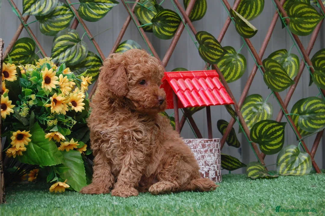 Caniche Toy perros en venta: Preciosa camada de Caniche toy  en Granada - Anuncio 7
