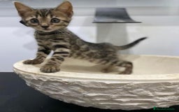 Bengalí gatos en venta: Camada de gatos bengalíes  - Imagen 2