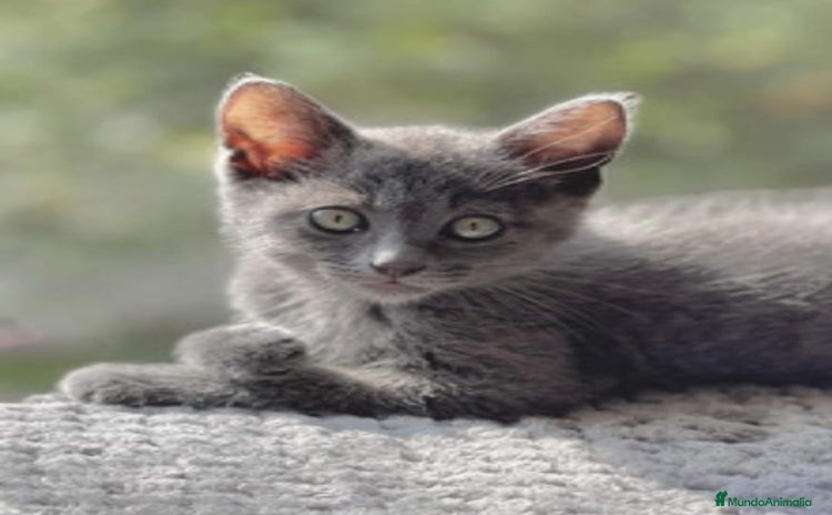 Azul Ruso gatos - Anuncio 14