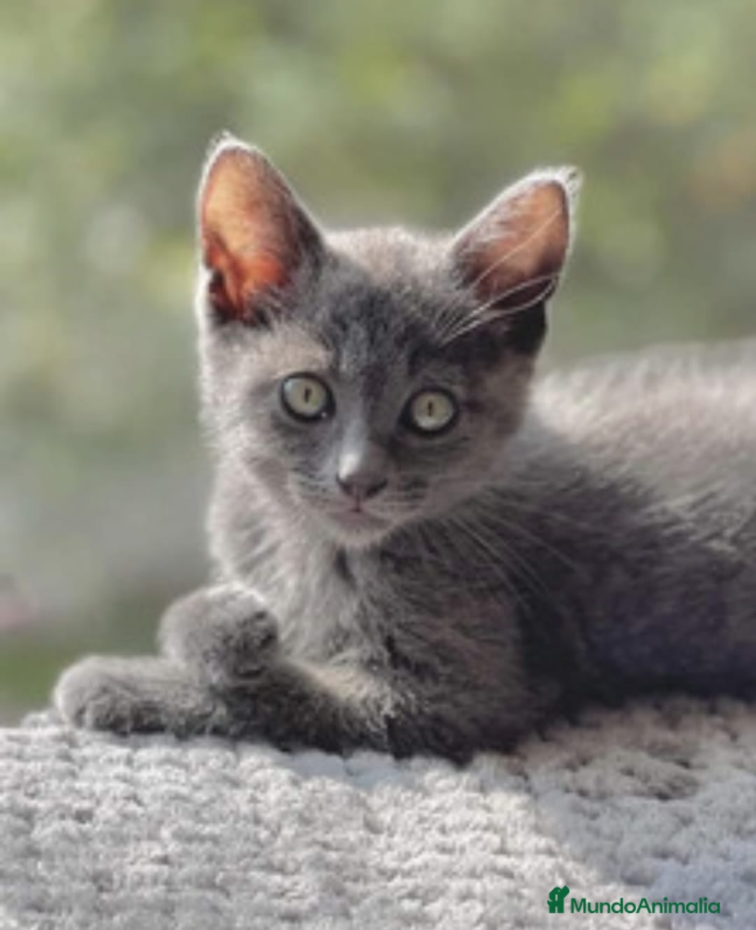 Azul Ruso gatos en venta: Azul ruso  - Imagen 1