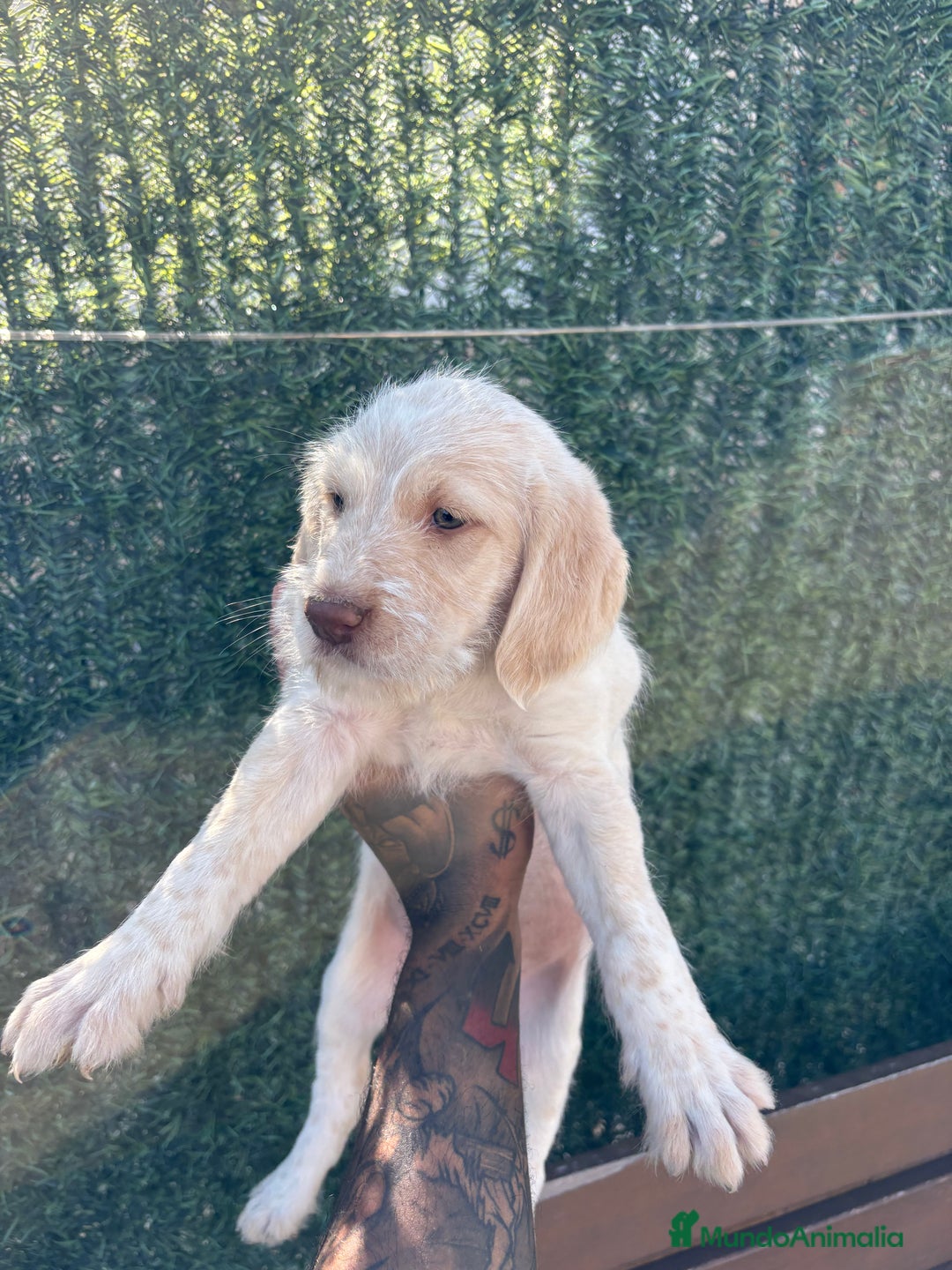 Braco Alemán de Pelo Duro perros en venta: Disponible hembra braco alemán  - Anuncio 7